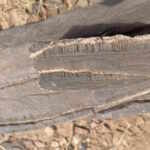 Microbial Life Discovery
