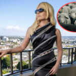 PETA letter to Donatella Versace