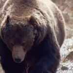 The Boss - grizzly bear