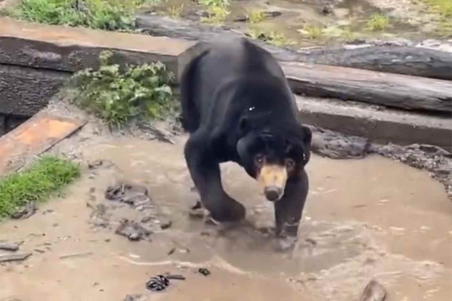 Bear Madrid