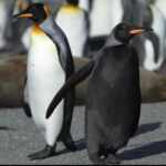 Black melanin penguin