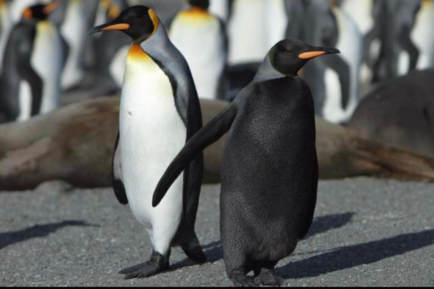 Black melanin penguin