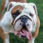 argentine brachycephalic dogs