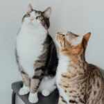 Cats facial expressions