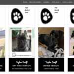 the "black dog syndrome" Taylor Swift