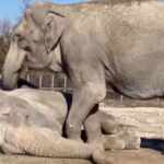 Elephants