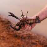 lobsters in the Gulf of Maine