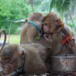 macaques