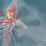 Octopussy riding a mako-shark