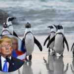 Penguins Trump