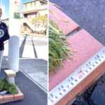 world's smallest park in japan