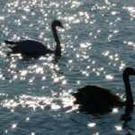 Swans