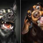 The Vieler dogs
