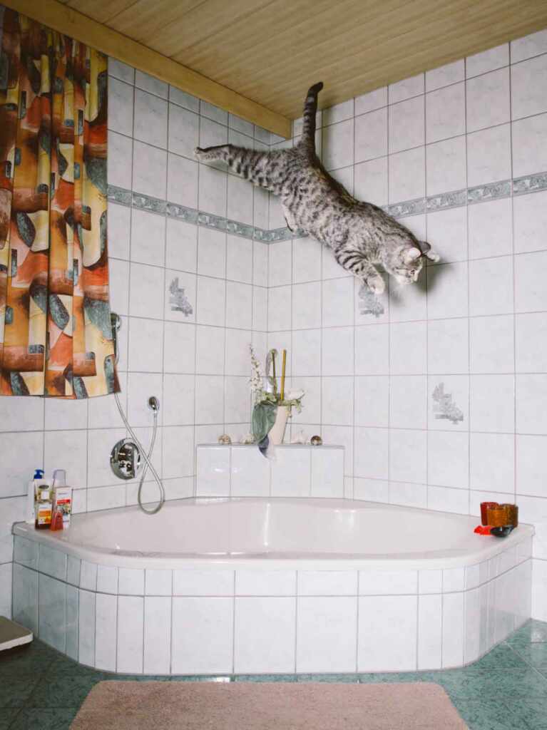 jumping cats