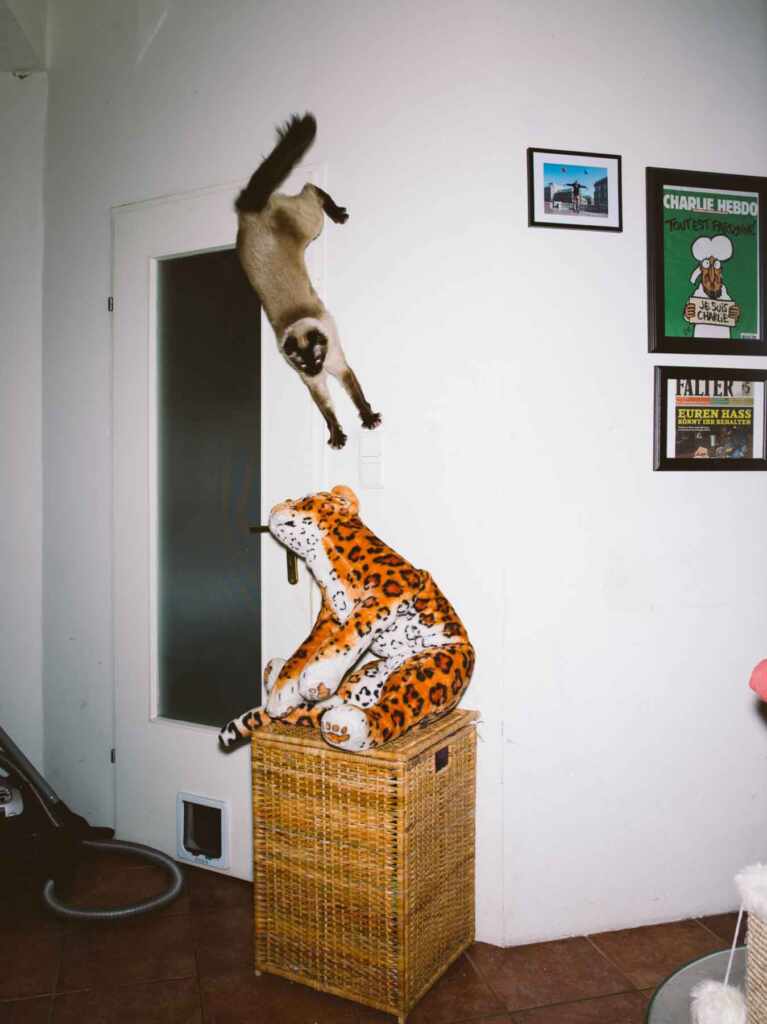 jumping cats