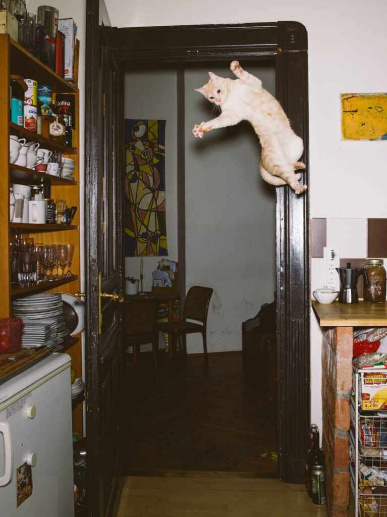 jumping cats