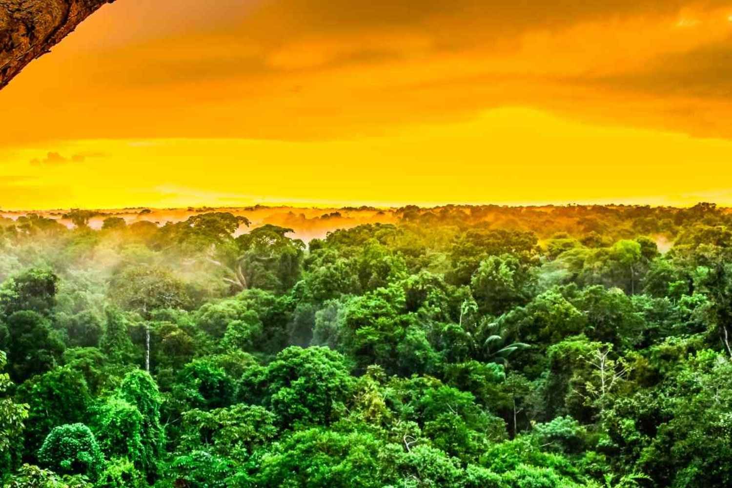Amazon Deforestation