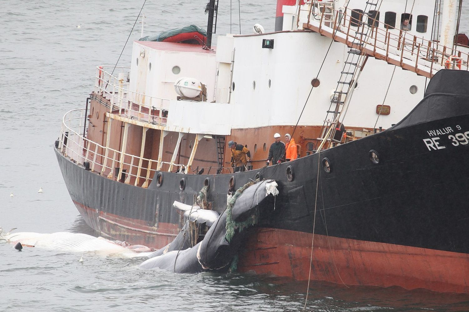 Iceland- whales killings
