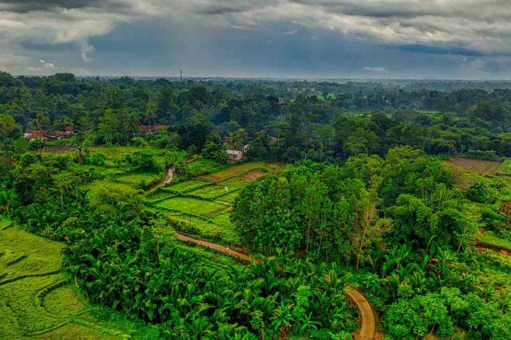 Indonesia deforestation