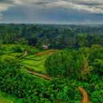 Indonesia deforestation