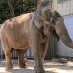 Miyako the elephant in a Japanese zoo