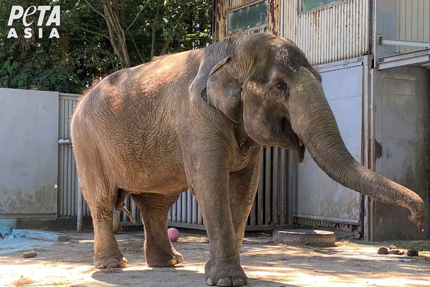 Miyako the elephant in a Japanese zoo