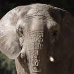 Pupy elephant