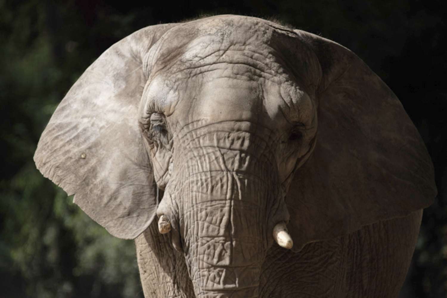 Pupy elephant