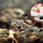 Atlantic Salmon and drugs