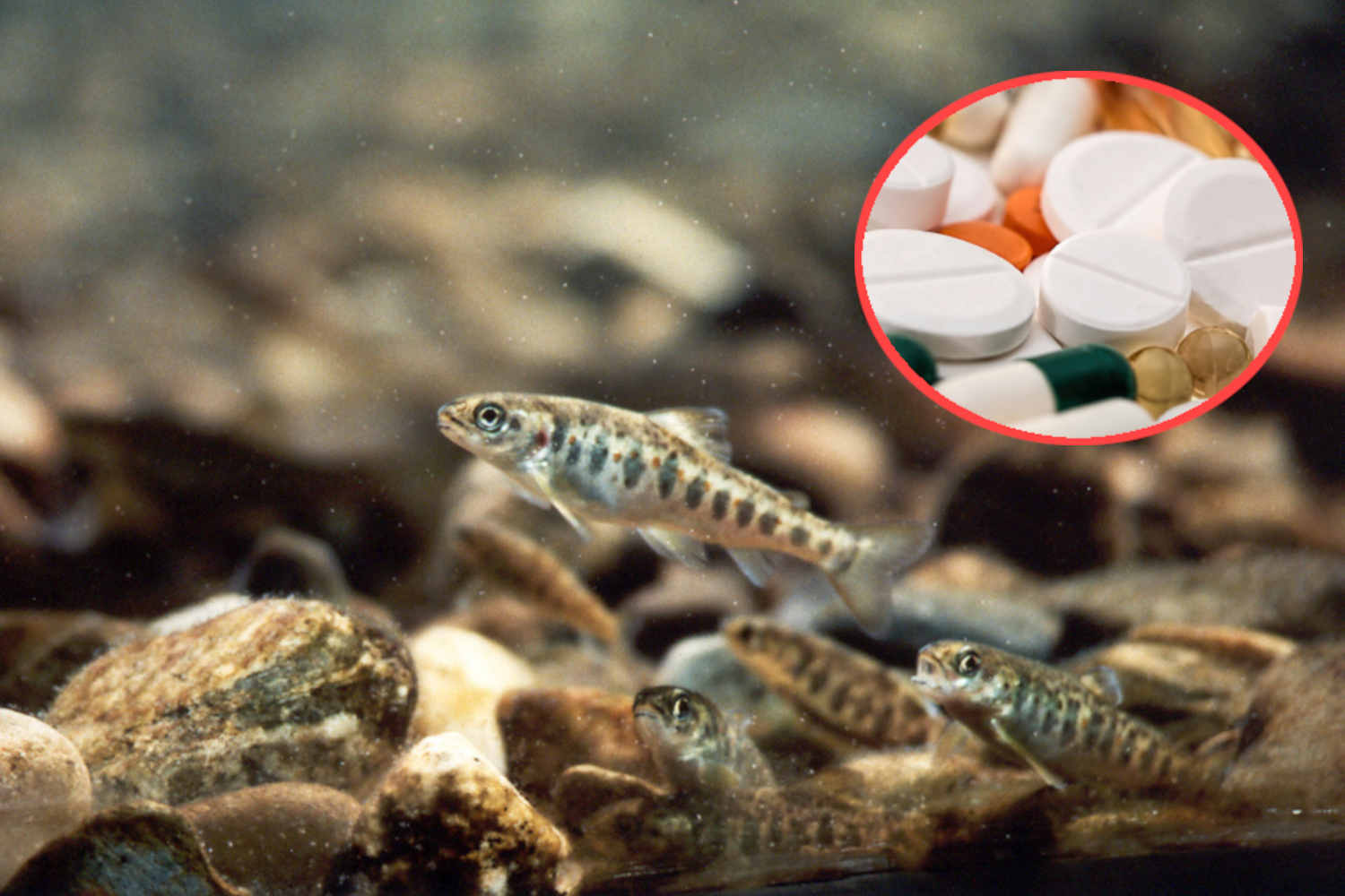Atlantic Salmon and drugs