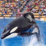 SeaWorld Orlando