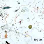 Ocean water under the microscope