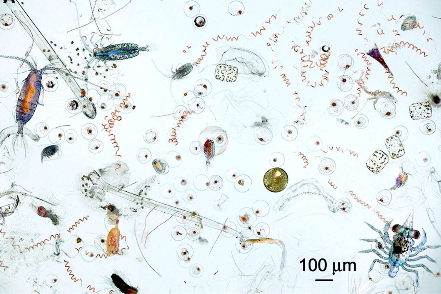 Ocean water under the microscope