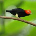 red-capped manakin
