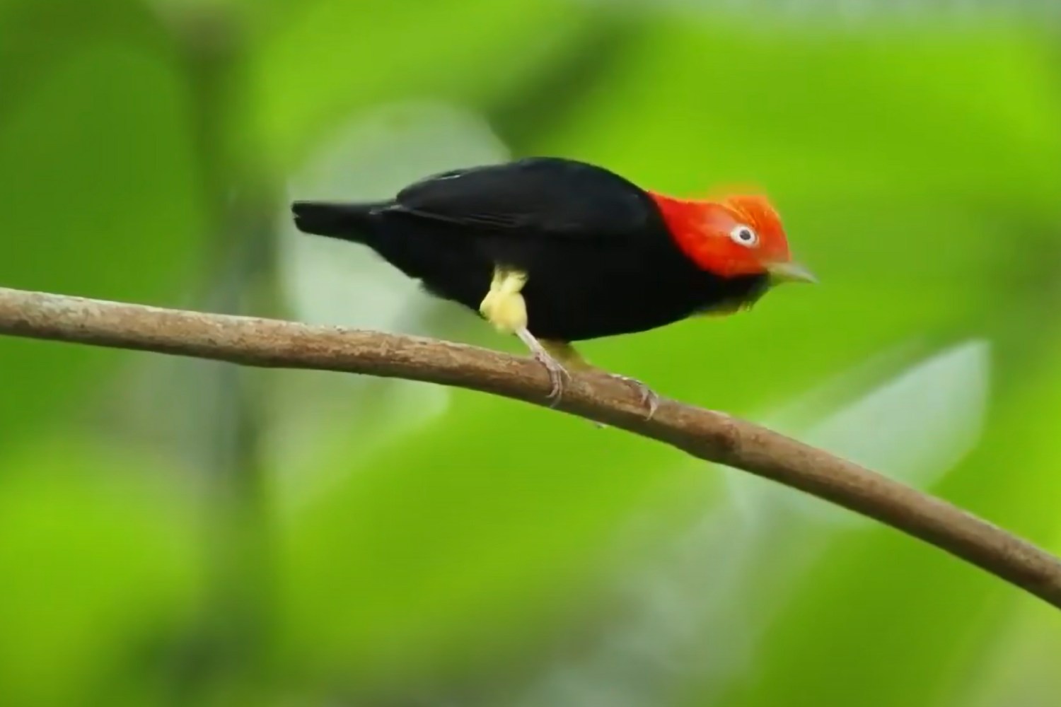 red-capped manakin
