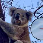 koalas killed Australia