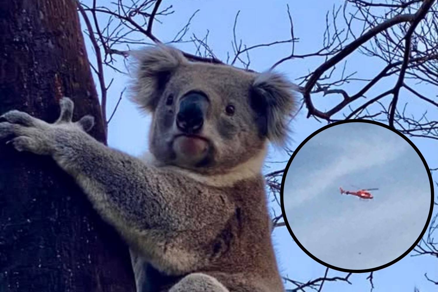 koalas killed Australia