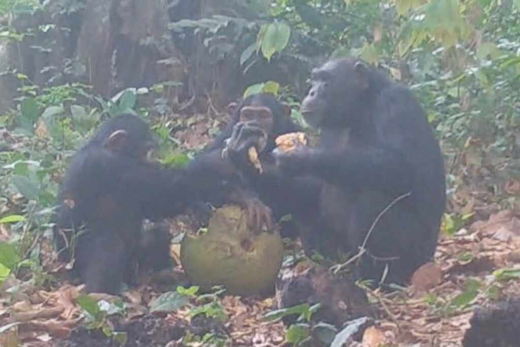 chimpanzees - happpy hour