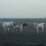 Amazon deforestation due to livestock farming