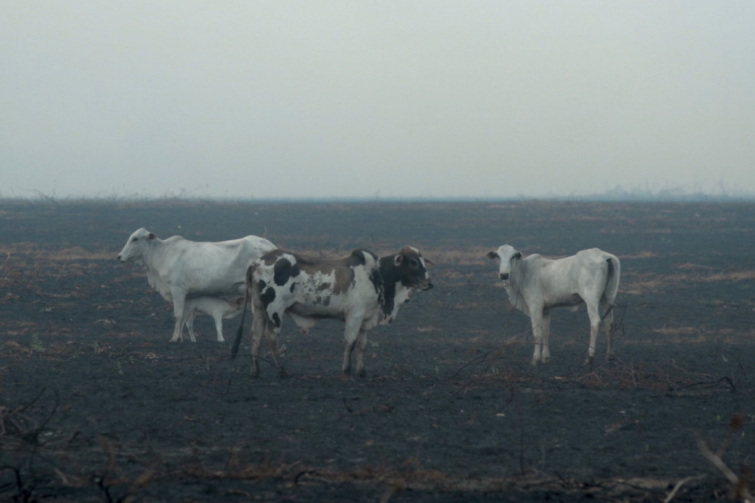 Amazon deforestation due to livestock farming