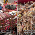 extraction of pompón moss