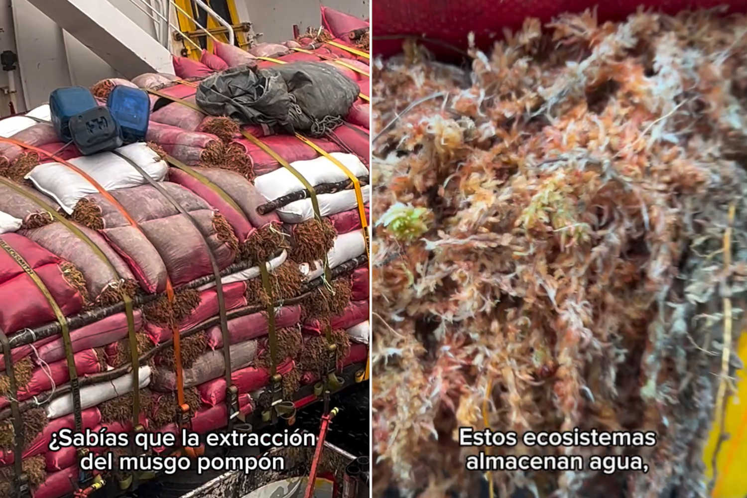 extraction of pompón moss