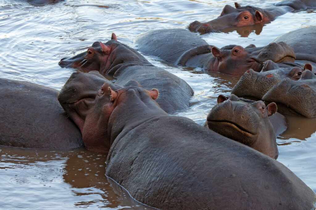 hippos
