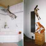 jumping cats