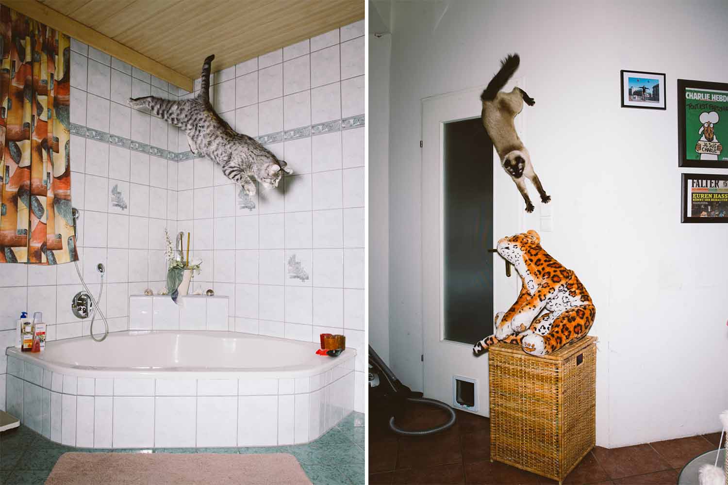 jumping cats