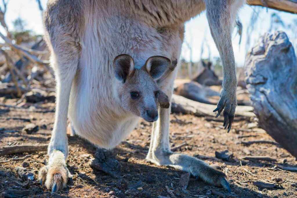 Kangaroos pregnancy