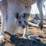 Kangaroos pregnancy
