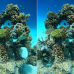 Maldives' corals