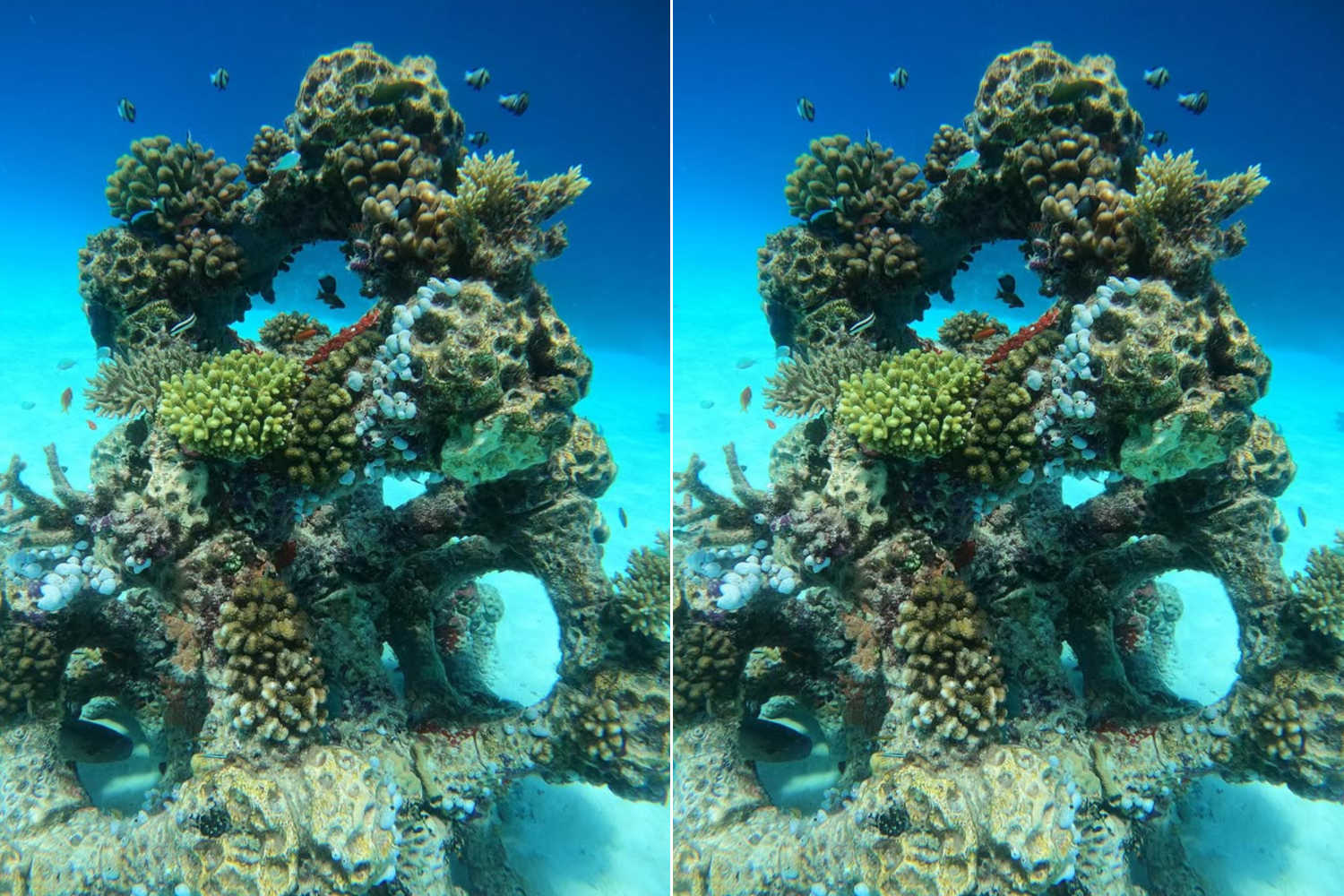Maldives' corals