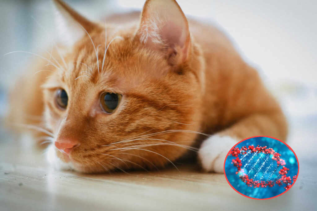 The secret of orange cats